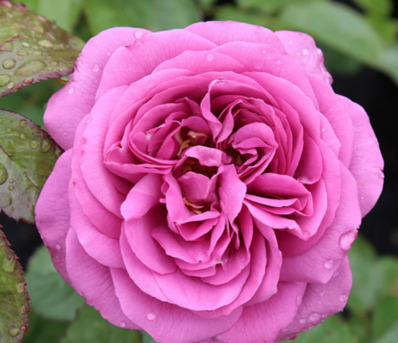 New York, Farm & Garden, USD 60,  Sunbelt&reg; Plum Perfect