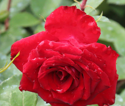 New York, Farm & Garden, USD 53,  Rouge Rhapsody