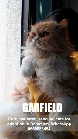 Khobar, Pet Adoption, Cute, Neutered, Rescued Cats For Adoption