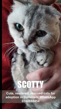 Khobar, Pet Adoption, Cute, Neutered, Rescued Cats For Adoption