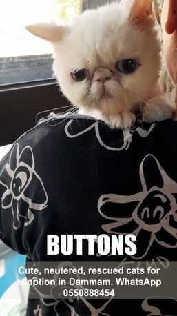 Khobar, Pet Adoption, Cute, Neutered, Rescued Cats For Adoption