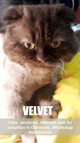 Khobar, Pet Adoption, Cute, Neutered, Rescued Cats For Adoption