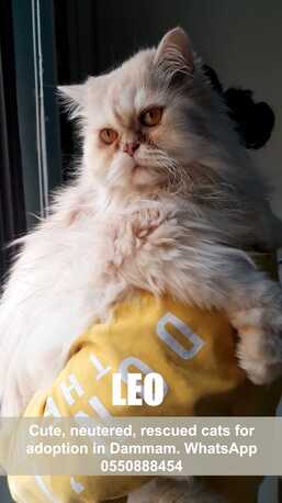 Khobar, Pet Adoption, Cute, Neutered, Rescued Cats For Adoption