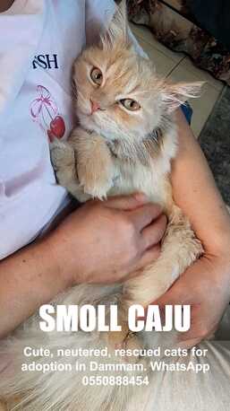 Khobar, Pet Adoption, Cute, Neutered, Rescued Cats For Adoption