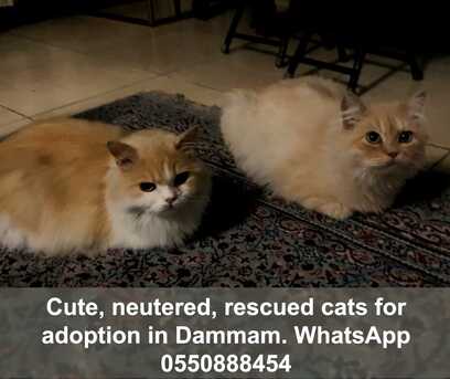 Khobar, Pet Adoption, Cute, Neutered, Rescued Cats For Adoption