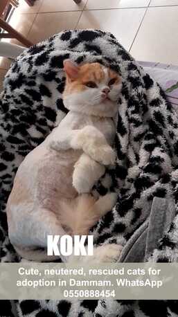 Khobar, Pet Adoption, Cute, Neutered, Rescued Cats For Adoption