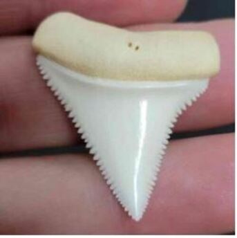 New York, Jewelry, Buy Modern Great White Teeth In Natural Condition