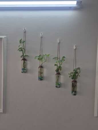 Umm Al Hassam, Farm & Garden, Plants, Dinning Table ,Nadar Gas Cylinder