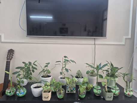 Umm Al Hassam, Farm & Garden, Plants, Dinning Table ,Nadar Gas Cylinder