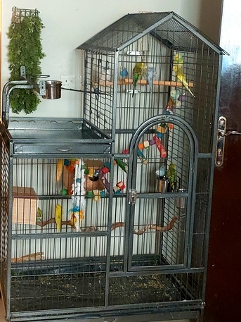Riyadh, Pet Supplies, SAR 1000,  Australian Parrots & Cage