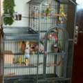 SAR 1000,  Australian Parrots & Cage