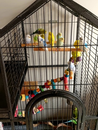 Riyadh, Pet Supplies, SAR 1000,  Australian Parrots & Cage