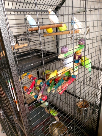 Riyadh, Pet Supplies, SAR 1000,  Australian Parrots & Cage