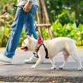 Dog Walking Services In Ahmedabad