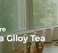 Buy Moringa Giloy Tea Online &ndash; Why Is Cuppanord The Best Choice For Natural Immunity Boost