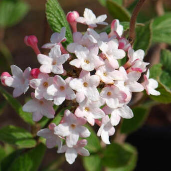 New York, Farm & Garden, USD 49,  Juddii Viburnum Shrub Fragrant Flowering Plant For Shade Gardens