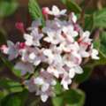USD 49,  Juddii Viburnum Shrub Fragrant Flowering Plant For Shade Gardens
