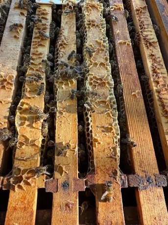 Berlin, Business, Imker Markus Habermehl