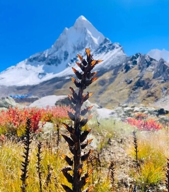 New Delhi, Travel, Gaumukh Tapovan Trek By Himalayan Dream Treks