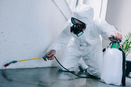 Brisbane, Pest Control, Reliable Termite Treatment Services Biggera Waters
