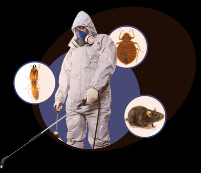 Brisbane, Pest Control, Reliable Termite Treatment Services Springfield Lakes