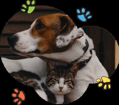 Gurgaon, Relocation, Pet Boarding In Sector 22 & 23 Gurgaon For Long Weekends And Holidays