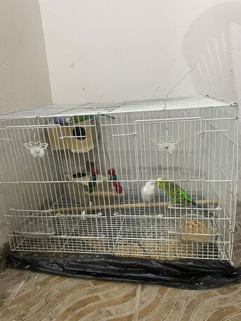 Riyadh, Pet Supplies, SAR 300,  Beautiful Parrots With Cage