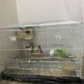 SAR 300,  Beautiful Parrots With Cage