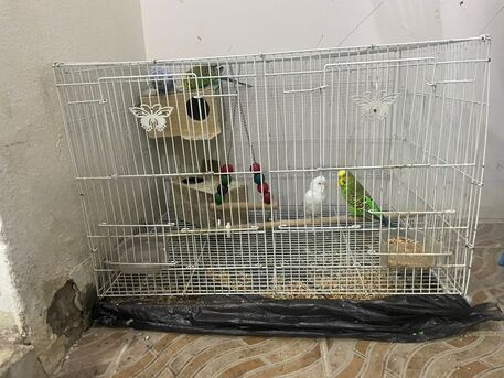 Riyadh, Pet Supplies, SAR 300,  Beautiful Parrots With Cage