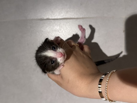 Riyadh, Pet Adoption, Stunning Arabian Mau Kittens - Looking For Forever Home