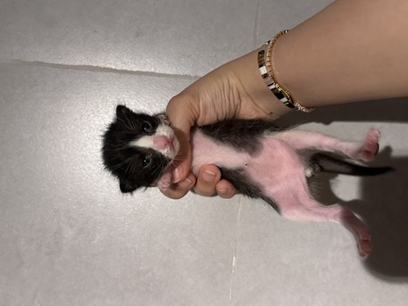 Riyadh, Pet Adoption, Stunning Arabian Mau Kittens - Looking For Forever Home