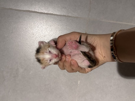 Riyadh, Pet Adoption, Stunning Arabian Mau Kittens - Looking For Forever Home