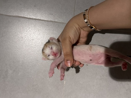 Riyadh, Pet Adoption, Stunning Arabian Mau Kittens - Looking For Forever Home