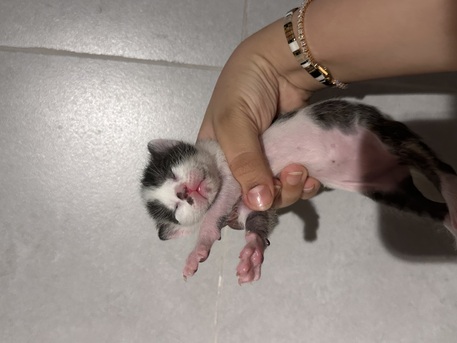 Riyadh, Pet Adoption, Stunning Arabian Mau Kittens - Looking For Forever Home