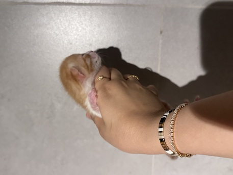 Riyadh, Pet Adoption, Stunning Arabian Mau Kittens - Looking For Forever Home