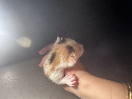 Riyadh, Pet Adoption, Stunning Arabian Mau Kittens - Looking For Forever Home