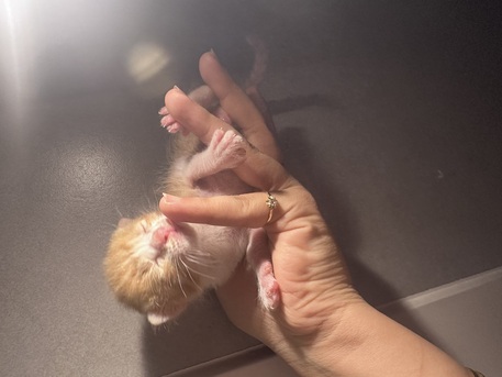 Riyadh, Pet Adoption, Stunning Arabian Mau Kittens - Looking For Forever Home