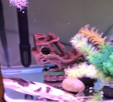 Gudaibiya, Pet Supplies, BHD 3,  Cat Fish For Sale