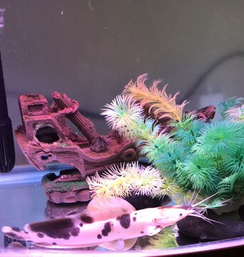 Gudaibiya, Pet Supplies, BHD 3,  Cat Fish For Sale