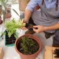 Simple Tips For Gardening At Home For A Healthy Green Space