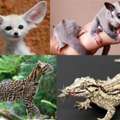 Safe Exotic Animal Transport Services | AIRBORNE ANIMALS