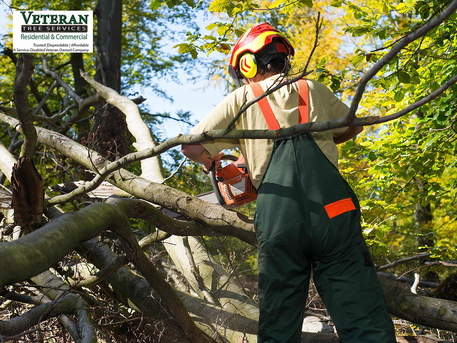 New York, Farm/Garden, When Tree Shape Defines Landscape Quality &mdash; Landscaping Tree Trimming Maryland