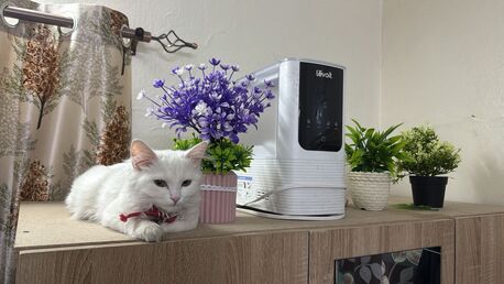 Riyadh, Pet Supplies, SAR 1,  Male Cat For Adoption