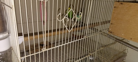 Al Aziziyah, Pet Supplies, SAR 150,  The Budgie Is In Its Cage.