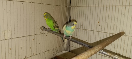 Al Aziziyah, Pet Supplies, SAR 150,  The Budgie Is In Its Cage.