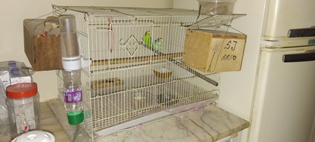 Al Aziziyah, Pet Supplies, SAR 150,  The Budgie Is In Its Cage.
