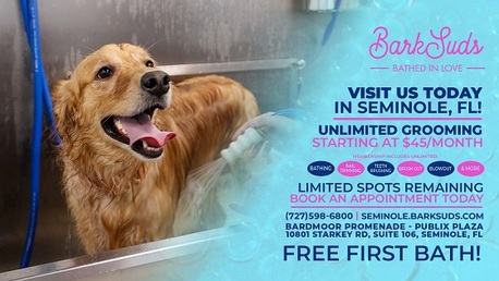 New York, Pet Sitting, Gentle Care With Bark Suds Seminole Services