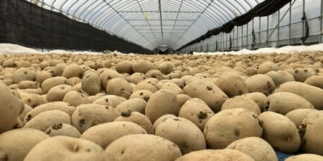 Ahmedabad, Business, High-Performance Cold Storage For Long-Term Potato Storage