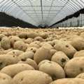 High-Performance Cold Storage For Long-Term Potato Storage
