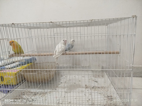 Khobar, Pet Supplies, SAR 450,  Love Birds